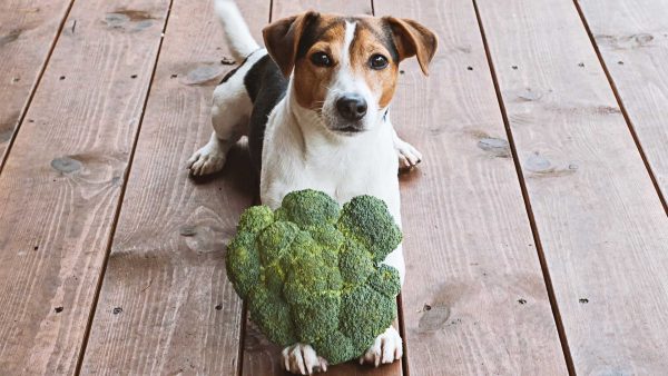 Gesundes Hundefutter Schweiz: Vitaler Hund mit Brokkoli